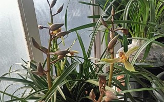 夏季惠兰的养护全攻略（打造花园中的绚丽瑰宝，轻松掌握养殖技巧）