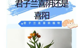 解密芦笋的光照喜好与种植技巧（解密芦笋的光照喜好与种植技巧）