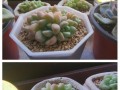 多肉植物盆叶发软的原因及处理方法（探究多肉植物盆叶发软的原因与处理技巧，让你的多肉植物重获健康）