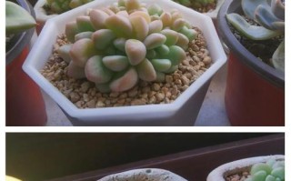 多肉植物盆叶发软的原因及处理方法（探究多肉植物盆叶发软的原因与处理技巧，让你的多肉植物重获健康）