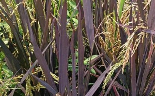 水稻成熟期相关知识（了解水稻成熟时间，提高稻谷产量）