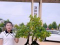 老鸦柿盆栽的种植技巧与注意事项（打造健康繁茂的老鸦柿盆栽，关键是这一步！）