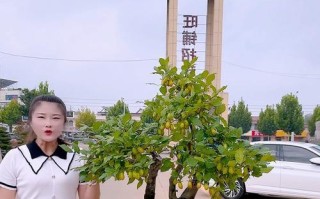 老鸦柿盆栽的种植技巧与注意事项（打造健康繁茂的老鸦柿盆栽，关键是这一步！）