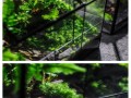 养护苔藓的秘诀（打造绿意盎然的家居景观）