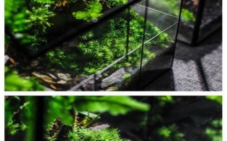 养护苔藓的秘诀（打造绿意盎然的家居景观）