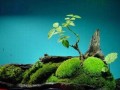 苔藓的生长过程与特点（以盆景上的苔藓为例，揭示其生长之迷）