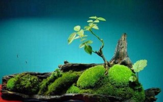 苔藓的生长过程与特点（以盆景上的苔藓为例，揭示其生长之迷）