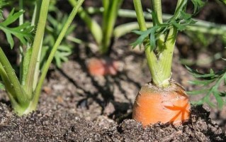 胡萝卜种植的最佳时间（掌握正确季节，早收丰收）