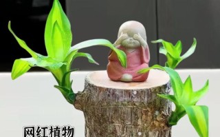 如何养护小盆巴西木（让你的小盆巴西木焕发生机的养护技巧）