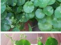 如何处理草地上的黄叶？（掌握关键方法，让草地恢复青翠。）