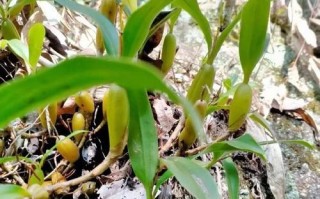 石斛生长环境条件与特点（探寻石斛栽培技术）