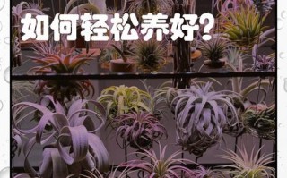 空气凤梨中间积水的处理方法（凤梨积水原因及解决方案）