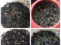 探究火龙果种子的种植方法（火龙果种子种植全攻略）