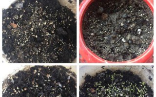 探究火龙果种子的种植方法（火龙果种子种植全攻略）