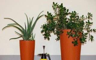 高盆植物的选择与种植技巧（从高盆的特点出发，详细介绍适合种植的植物以及注意事项）