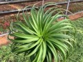 菠萝水培如何移植到土壤中生长？（通过正确的移植方法实现菠萝水培成功转土）
