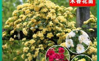 以木香怎么促花？（木香花开的秘密与方法）