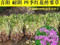 紫酢浆草的种植与养护技巧（打造美丽花坛，从紫酢浆草开始）
