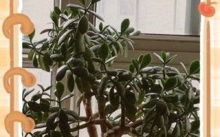 冬季玻璃海棠的养殖技巧（让你的玻璃海棠在寒冷的冬季中绽放美丽的花朵）