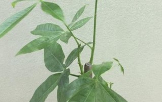 如何正确地剪枝发财树——让它更健康长寿（发财树剪枝的时间、频率、方法和注意事项）