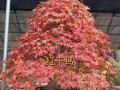 日本红枫品种排名TOP10（选择最佳红枫品种，打造秋日枫情）