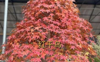 日本红枫品种排名TOP10（选择最佳红枫品种，打造秋日枫情）