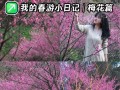 红梅花的盛放时节（探秘红梅花的花期和魅力）
