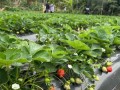 鹅莓种植指南（打造丰收的鹅莓园，让你爱上种植）