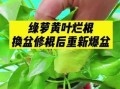绿萝根部发黑烂的救治方法（如何有效防治绿萝根部发黑烂？根部黑烂）