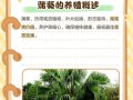 探秘蒲葵干叶子的奥秘（揭开蒲葵干叶子的制作过程及其用途）