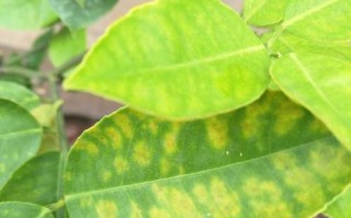 球兰夏天黄叶落叶之谜（揭秘球兰叶片变黄的原因及应对方法）
