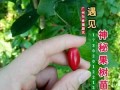 神秘果种植的最佳环境（适合神秘果生长的条件和种植技巧）