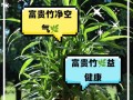 富贵竹，象征幸福和财富的象征（探究富贵竹在中国文化中的象征意义）