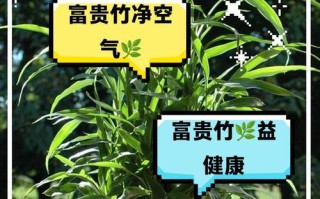 富贵竹，象征幸福和财富的象征（探究富贵竹在中国文化中的象征意义）