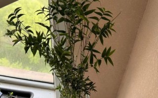 凤尾竹的养殖技巧（打造旺盛繁茂的凤尾竹家园）