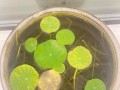 冬季养护碗莲的秘诀（保证碗莲在寒冷季节的生长和开花）