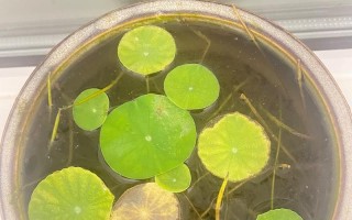 冬季养护碗莲的秘诀（保证碗莲在寒冷季节的生长和开花）