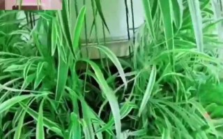 金边吊兰叶子上的小黑虫是怎么回事？（金边吊兰叶子上的小黑虫如何处理？）