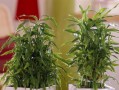 让富贵竹“晒”出幸福生活（掌握富贵竹的阳光照射方法，让您的家居生活更美好）