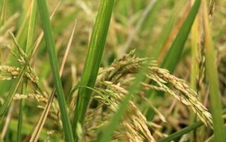 黄豆的生物学特征及分类（探究黄豆的裸子植物身份，以及分类和生长习性）