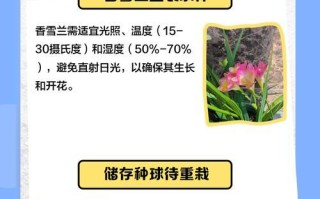 以香雪兰怎么繁殖？（详细指南帮你成功繁殖香雪兰）
