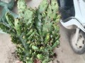 多肉姬珊瑚养殖全攻略（打造美丽庭院的必备植物——多肉姬珊瑚）