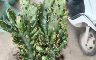 多肉姬珊瑚养殖全攻略（打造美丽庭院的必备植物——多肉姬珊瑚）