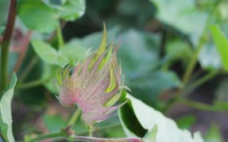 探究棉花的生物分类（揭秘棉花的植物分类、生长特征与生态环境）