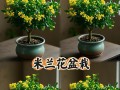 木槿花修剪指南（学会正确修剪木槿花，让花朵更美丽）
