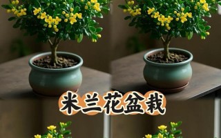 木槿花修剪指南（学会正确修剪木槿花，让花朵更美丽）