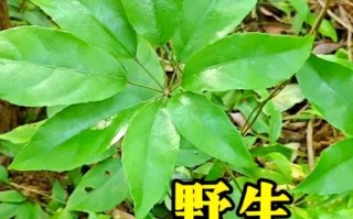 高鹅掌柴的快速生长之道（种植高鹅掌柴的关键要素和方法）