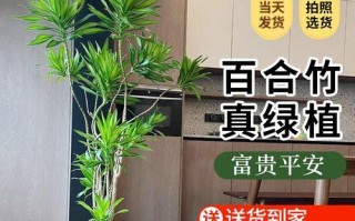 四季养护之道（打造美丽花园的秘诀）