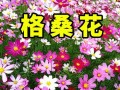 红花草种子的种植方法（从选种到细节，让你轻松种植红花草）