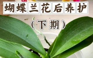 蝴蝶兰修剪技巧（打造美丽蝴蝶兰的秘诀）